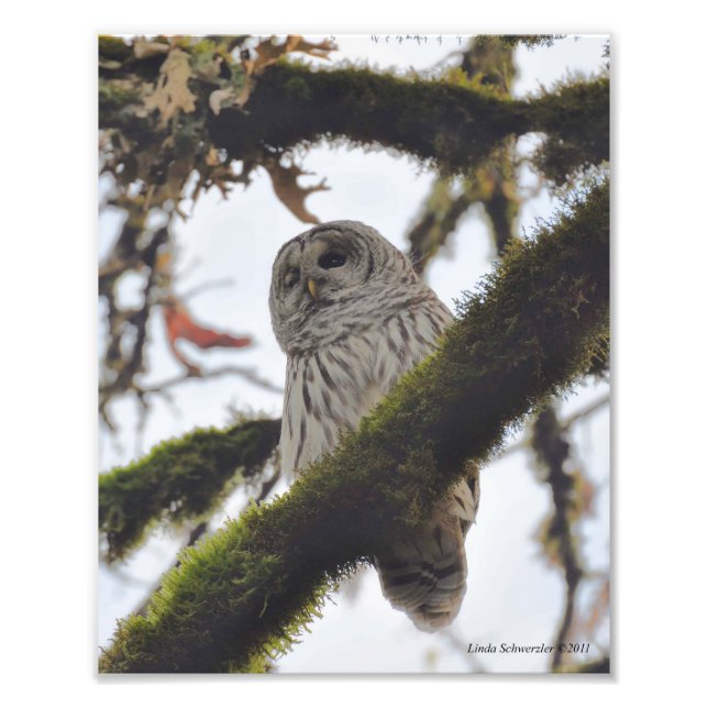 Foto Barred Owl Winking (Frente)