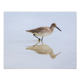 Foto Beach Willet