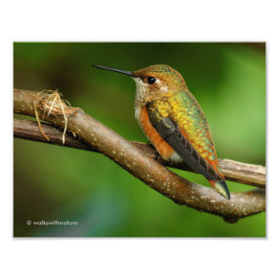Foto Beautiful Rufous Hummingbird on Twining Vines
