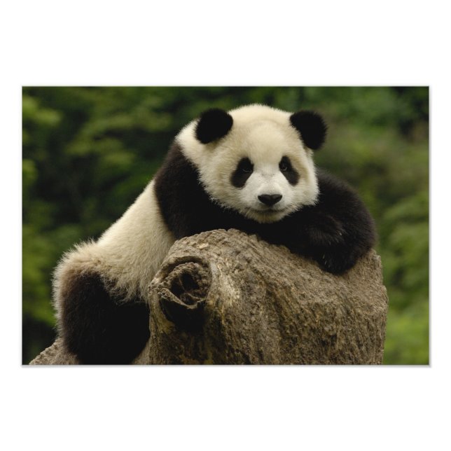 Foto Bebê de panda gigante (Ailuropoda melanoleuca) (Frente)