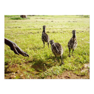 Foto Bebê Pintinhos Emu E Pé Grande,