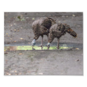 Foto Bebendo de Perus Selvagens a Partir de Puddle Impr