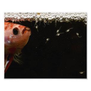 Foto Bebês dos peixes de Betta