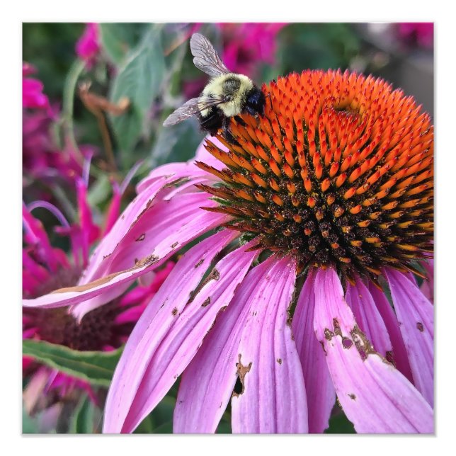Foto Bee and Coneflower Photo Enlargement (Frente)