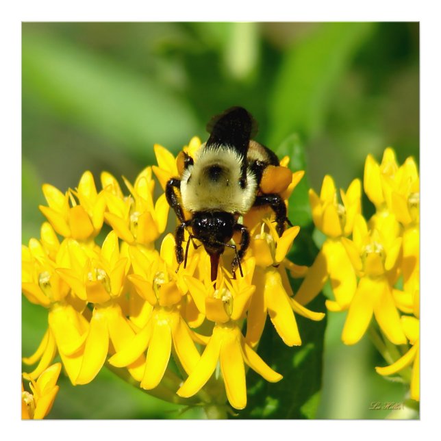 Foto Bee Feasting on Butterfly Weed Wildflowers (Frente)