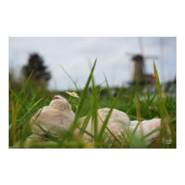 Foto Beer relaxt liggend in het gras met een Hollandse
