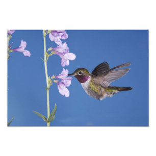 Foto Beija-flor-de-cauda-larga, Selasphorus