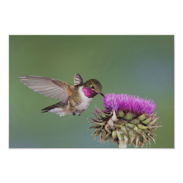 Foto Beija-flor-de-cauda-larga, Selasphorus (Frente)