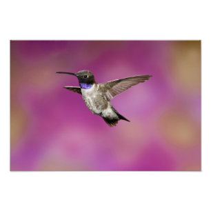Foto Beija-flor-de-garganta-preta, Archilochus