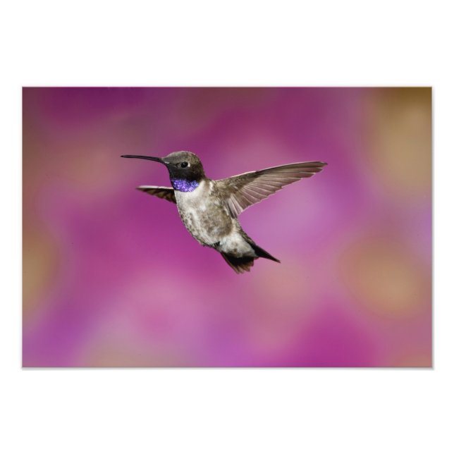 Foto Beija-flor-de-garganta-preta, Archilochus (Frente)