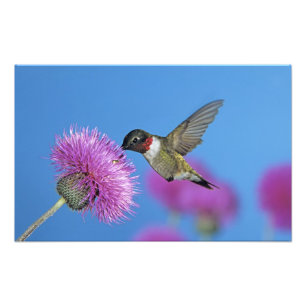 Foto Beija-flor-de-garganta-rubí