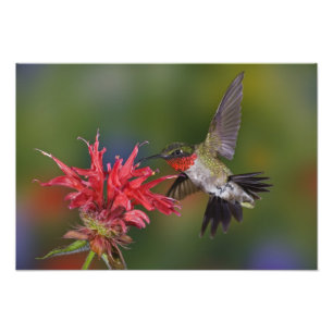 Foto Beija-flor-de-garganta-rubra macho