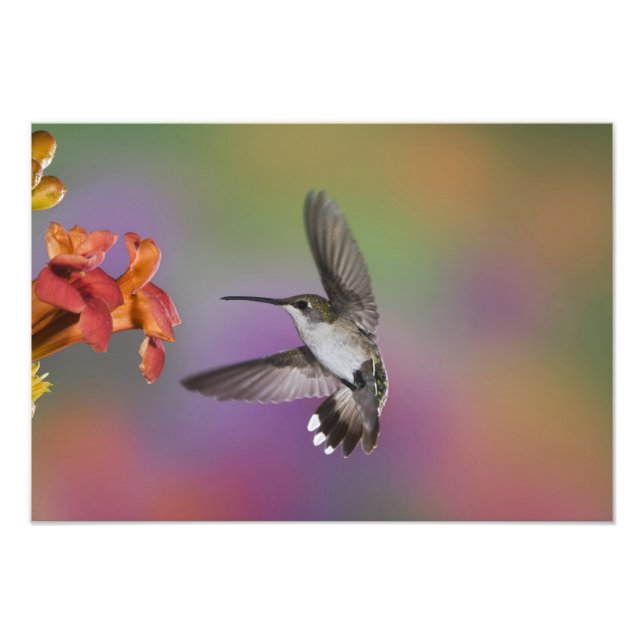Foto Beija-flor-fêmea de garganta rubi em voo (Frente)