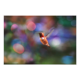 Foto Beija-flor Voador e Fundo Colorido