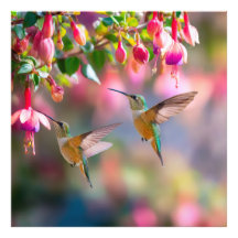 Beija-flores Flores Fuchsia Dança Iridescente