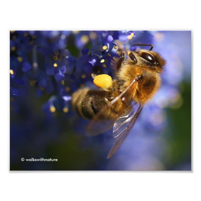 Foto Bela Abelha de Honeybee no Lilac da Califórnia (Frente)