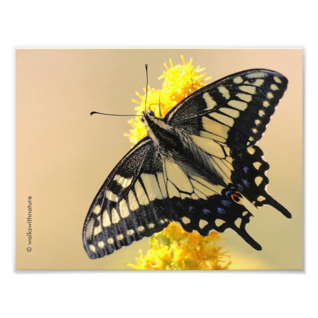 Foto Bela Anise Swallowtail Borboleta no Sol (Frente)