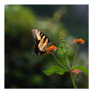 Foto Bela borboleta-de-cauda-andorinha
