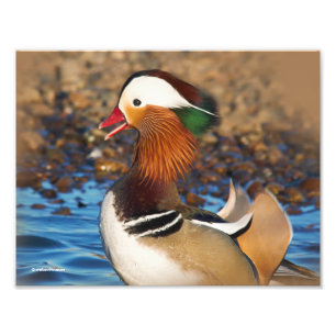 Foto Bela Chatty, Pato Mandarim no Pond