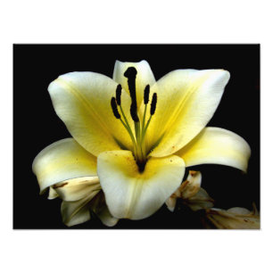 Foto Bela Flor Amarela Elegante no Preto