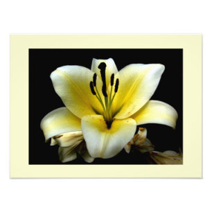 Foto Bela Flor Amarela Elegante no Preto