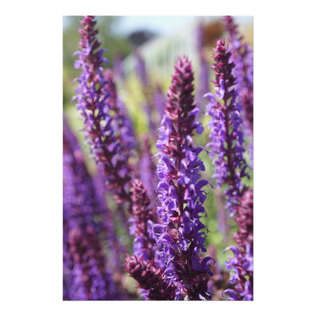 Foto Bela flor de lavanda roxa (Frente)