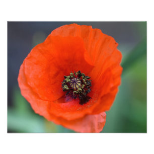 Foto Bela Poppy Vermelha Selvagem