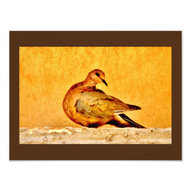 Foto Beleza da pomba (Frente)