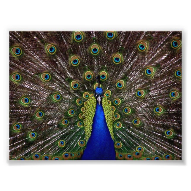 Foto Belíssimo Pavão (Frente)
