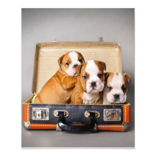 Foto Belo Bulldog Puppies Pão-Cão