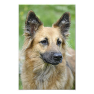 Foto Belo Cachorro