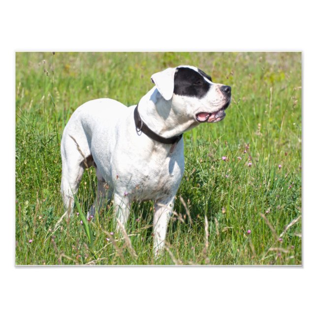 Foto Belo Dogo Argentino (Frente)