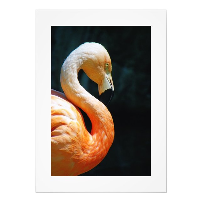 Foto Belo Flamingo Poster/Impressão! (Frente)