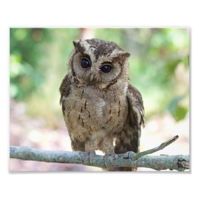 Foto Belo Impressão de paisagem de vida selvagem ao ar  (Frente)