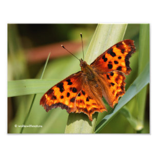 Foto Belo Laranja Satyr Comma Butterfly