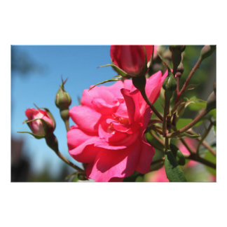 Foto belo rosa-rosa flor e botões azul céu
