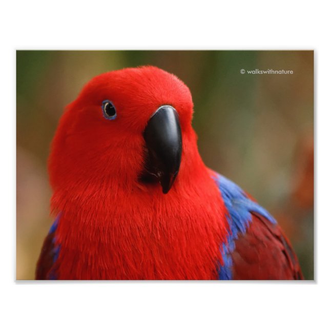 Foto Belo "Senhora em Vermelho" Eclectus Parrot (Frente)