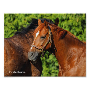 Foto Belos Cavalos de Castanheiro no Sol de Verão