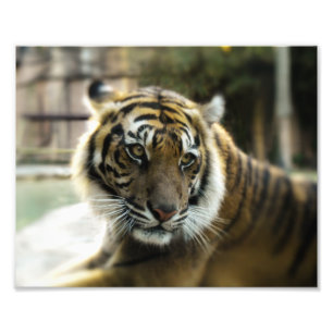 Foto Bengal Tiger