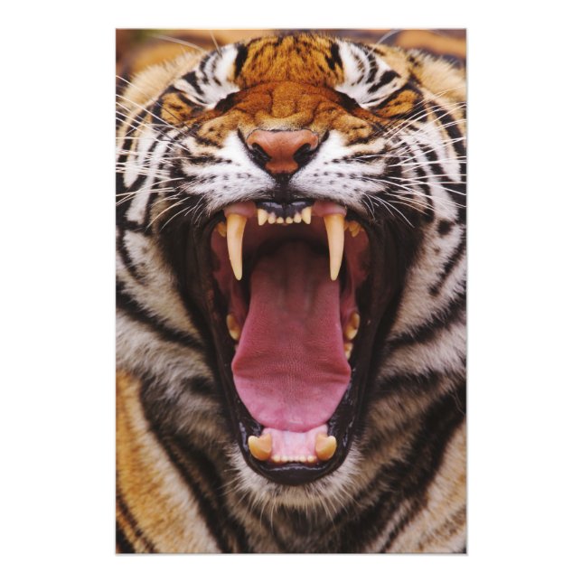 Foto Bengal Tiger, Panthera tigris (Frente)