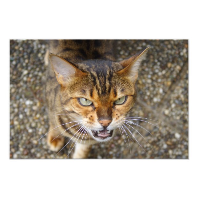 Foto Bengala Cat (Frente)