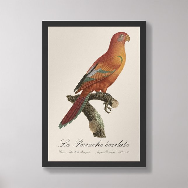 Foto Berlato de Perruche (Criador carregado)