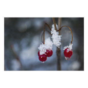 Foto Berries fosco