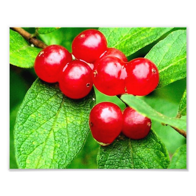 Foto Berries vermelhos com gotas de chuva fecham 8x10 (Frente)