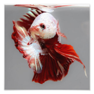 Foto Betta Fish