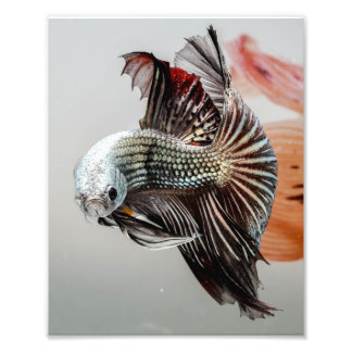 Foto Betta Fish