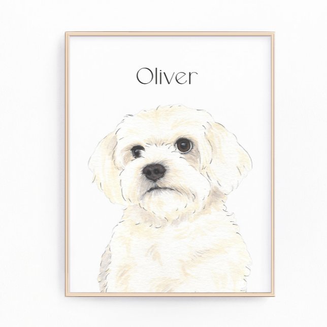 Foto Bichon, Bolonha, Algodão, Havanês, Arte Maltesa (Criador carregado)