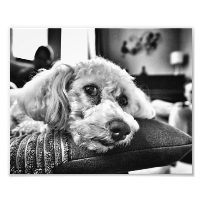 Foto Bichon frise no sofá (Frente)