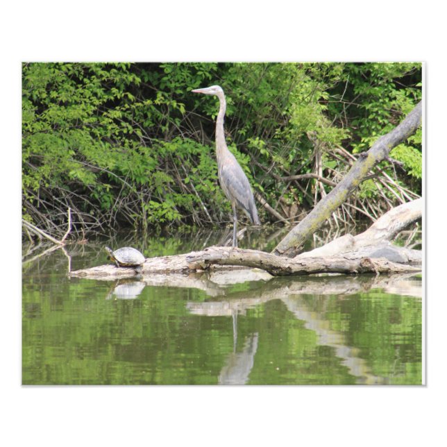 Foto bird and turtle (Frente)