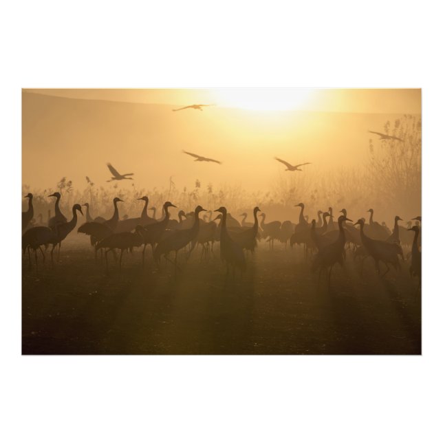 Foto Bird Flock of Cranes no lago Agamon HaHula, Israel (Frente)